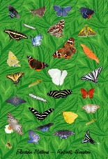 Florida Native Butterflies